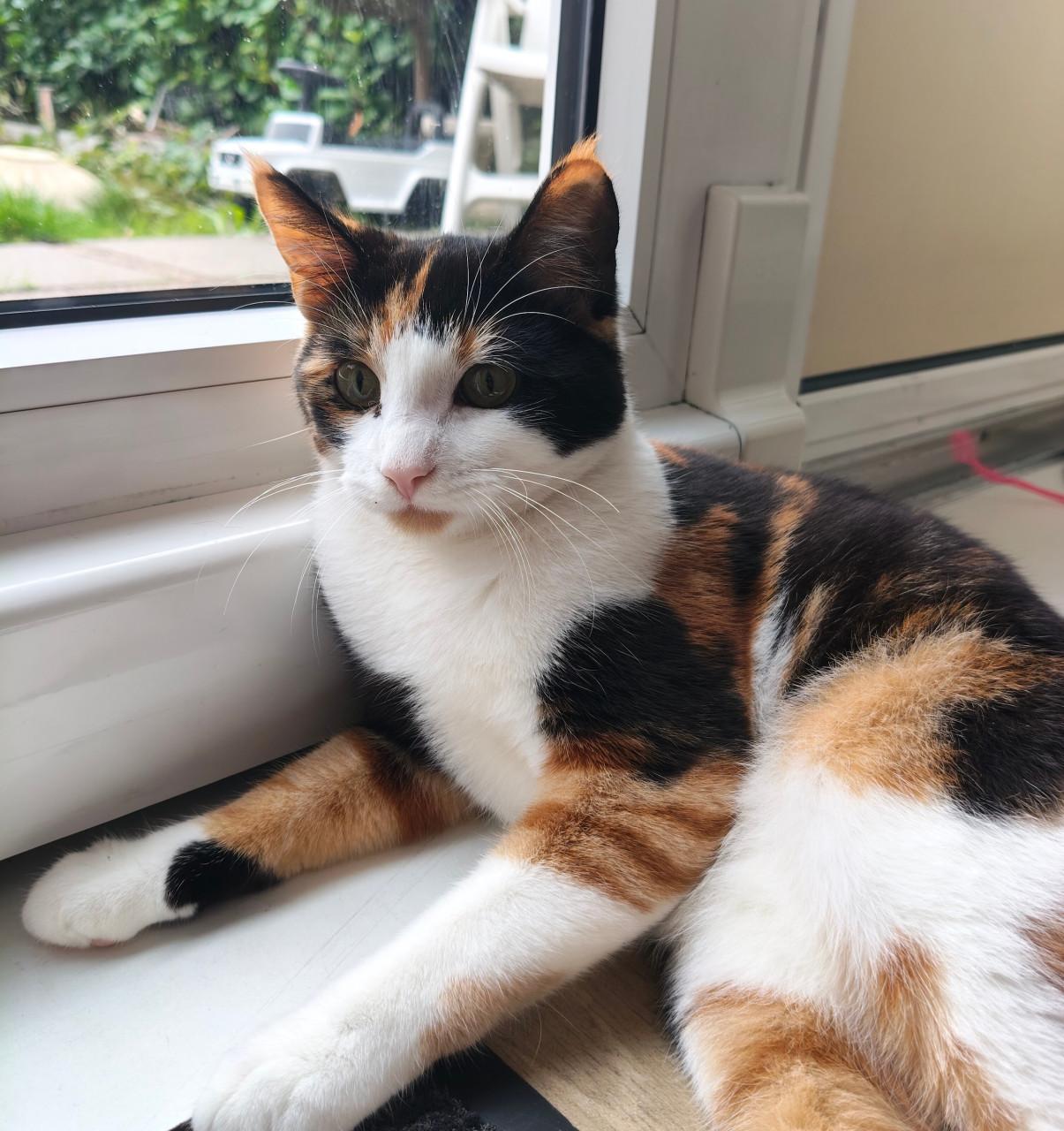 Lieve poes zoekt nieuw baasje 🐾