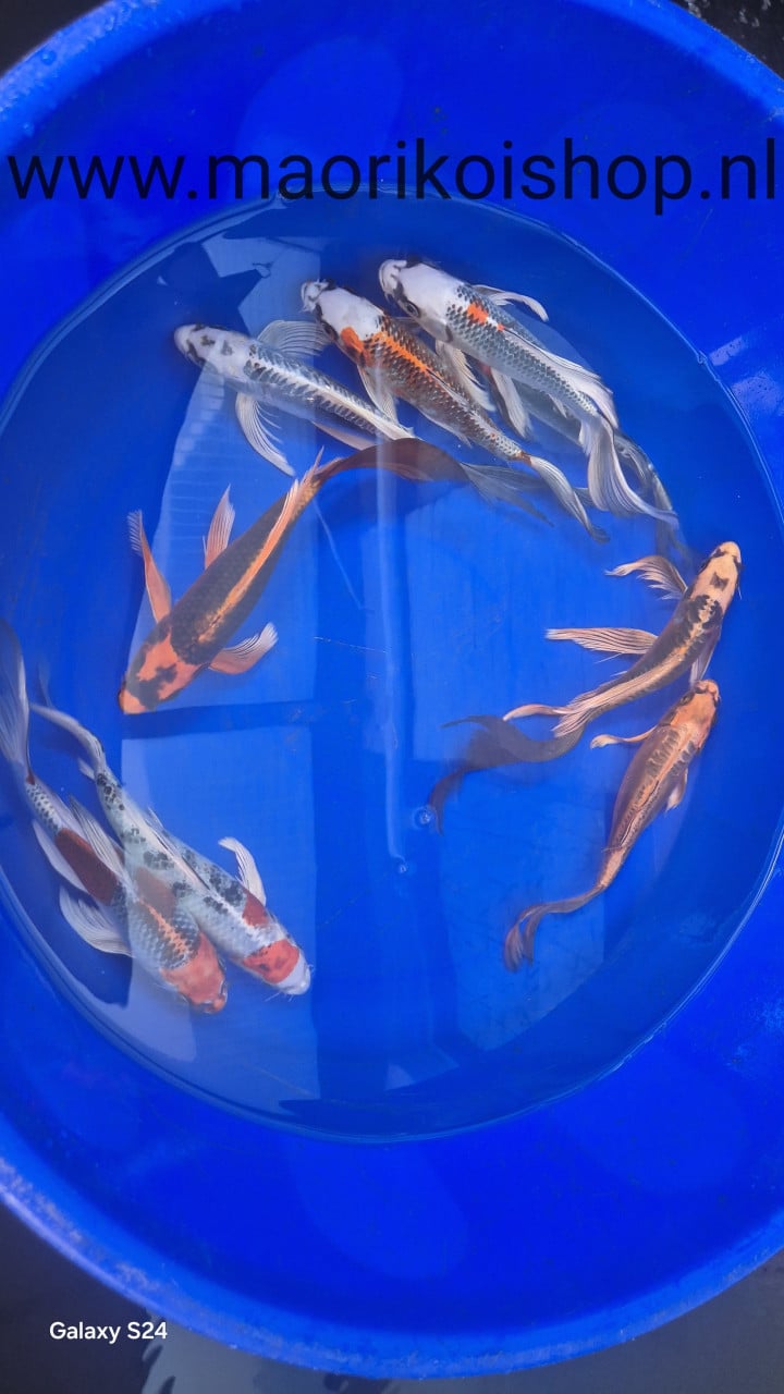 Butterfly koi