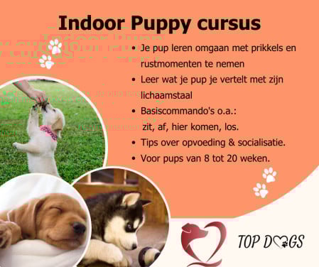 Puppy cursus