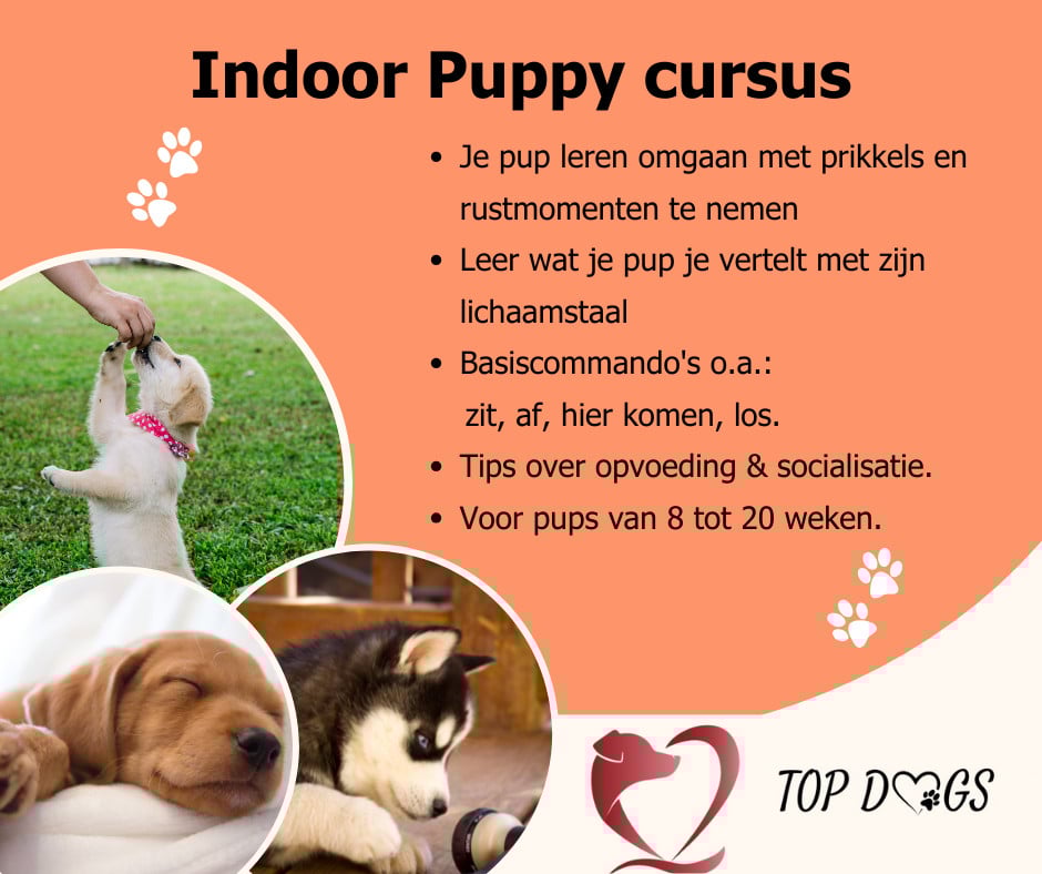 Puppy cursus