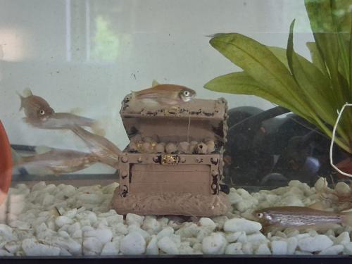 6 luipaard danio vissen