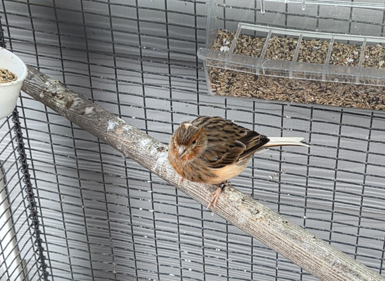 Vogels kanaries