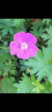 Geranium