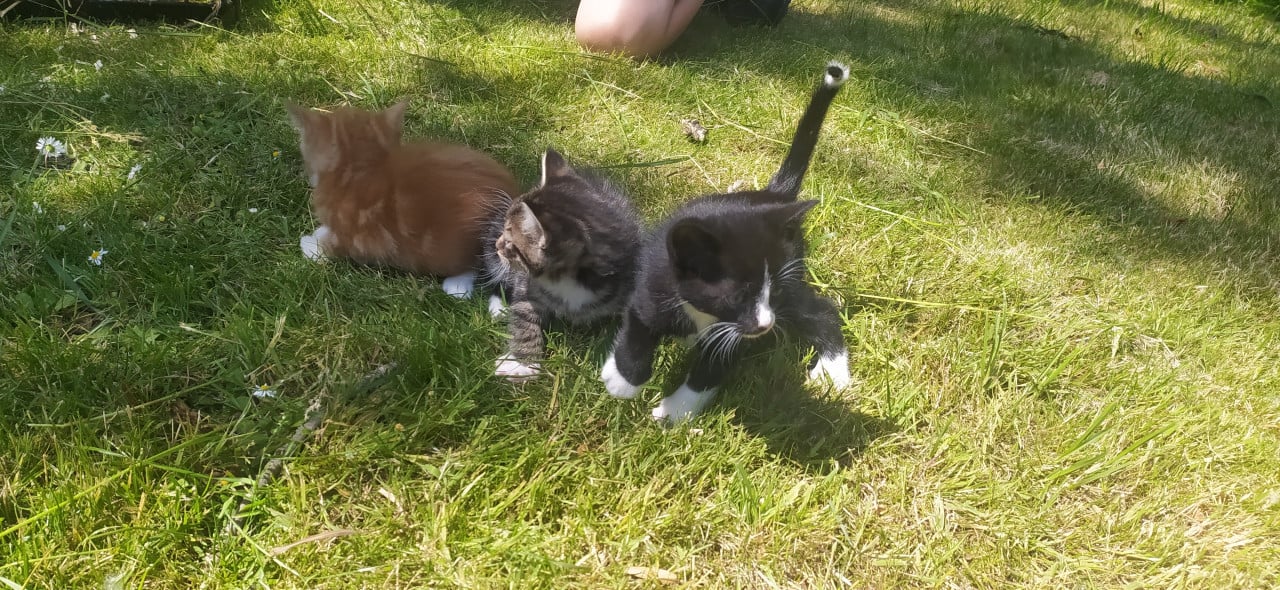 Super lieve kittens