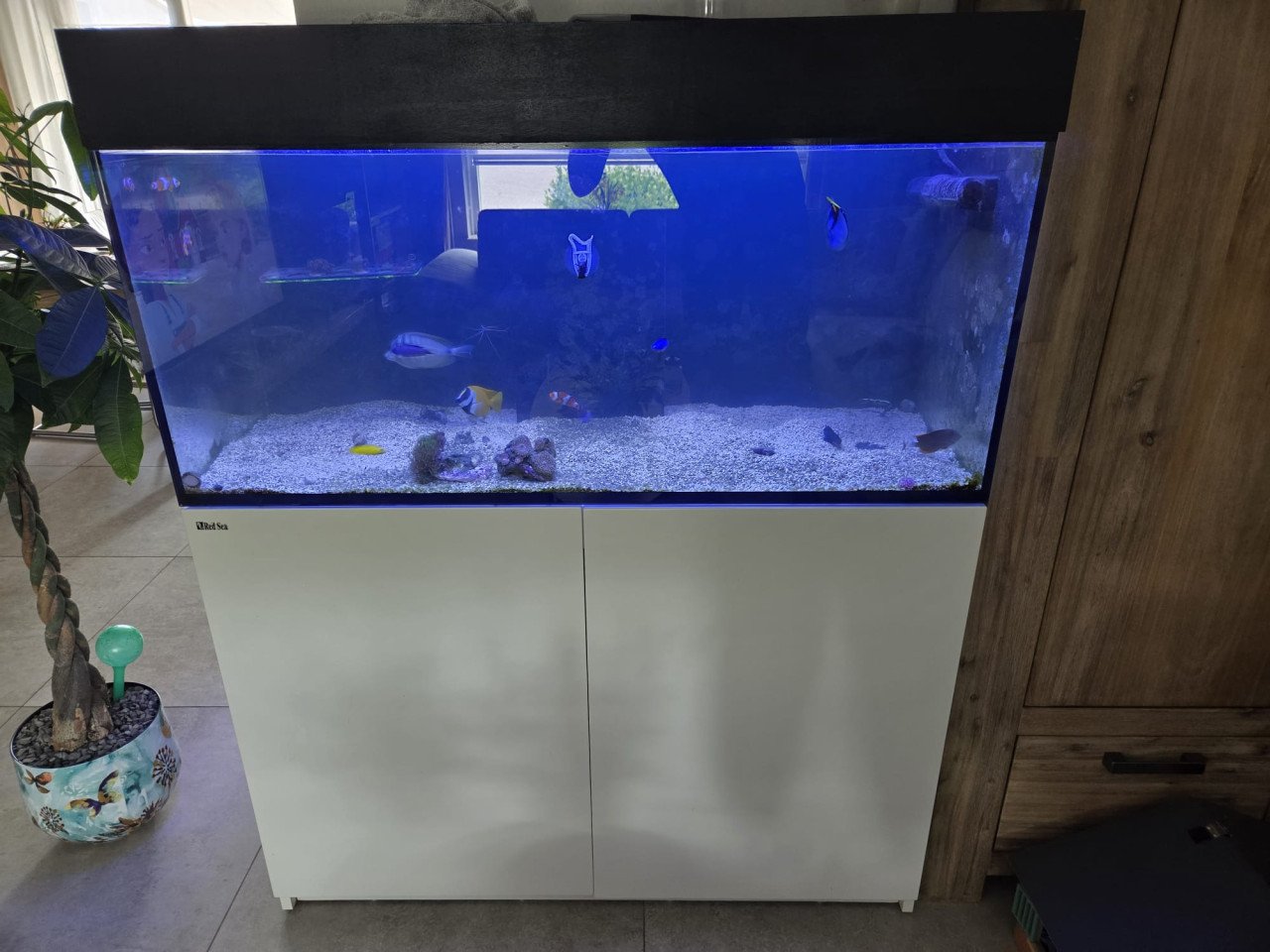 Zeewater aquarium Red sea 350 STARTKLAAR