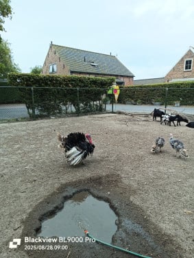 Kalkoenen in diverse kleuren