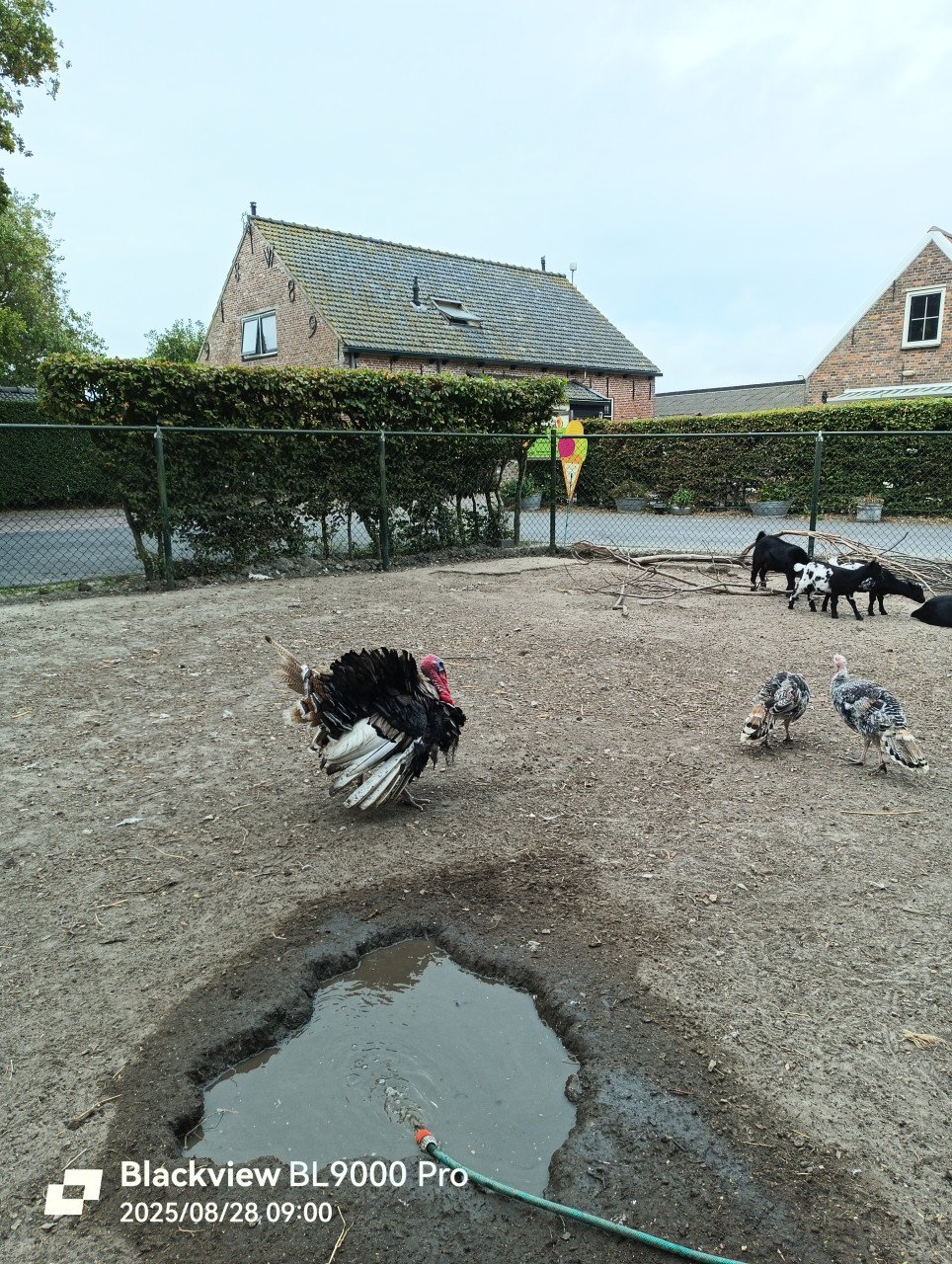 Kalkoenen in diverse kleuren