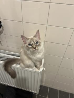 Super mooie jonge Siberische poes met prachtige blauwe ogen