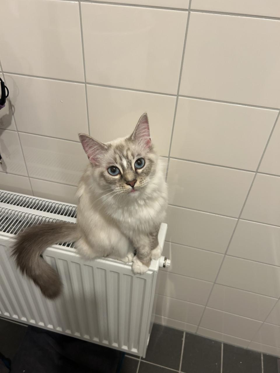 Super mooie jonge Siberische poes met prachtige blauwe ogen