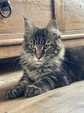 Maine Coon kitten
