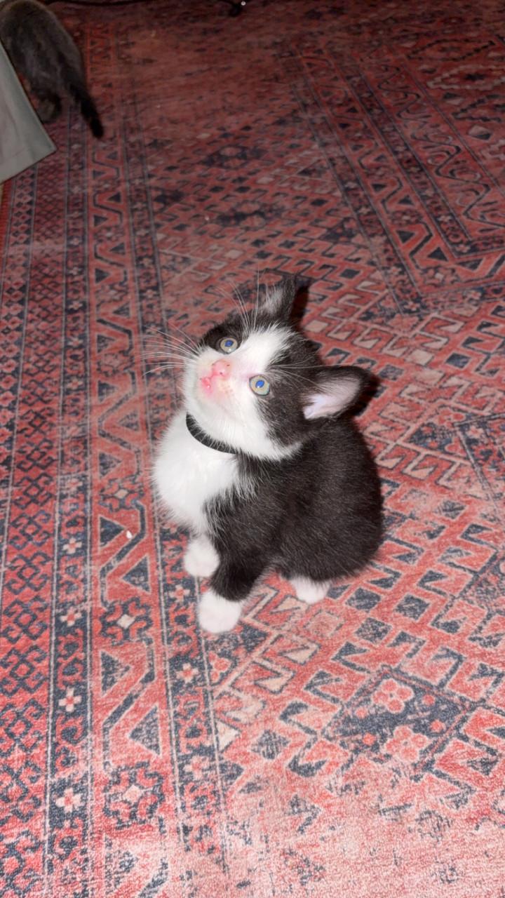Kittens