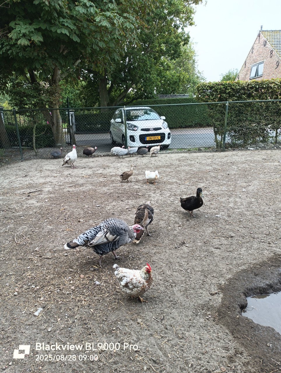 Kalkoenen in diverse kleuren