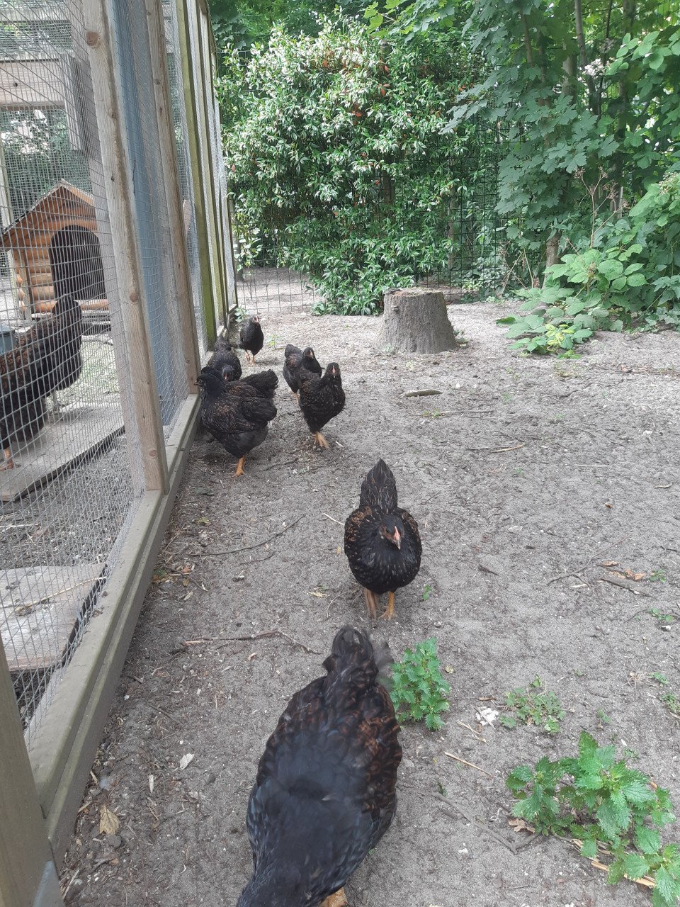 Barnevelder kippen handtam