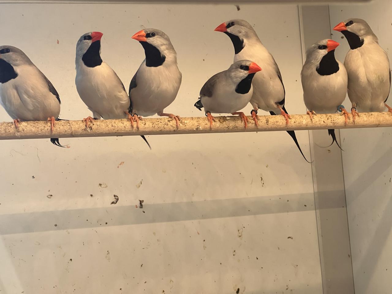 Spitsstaart amadines grijs