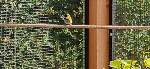 Vogels