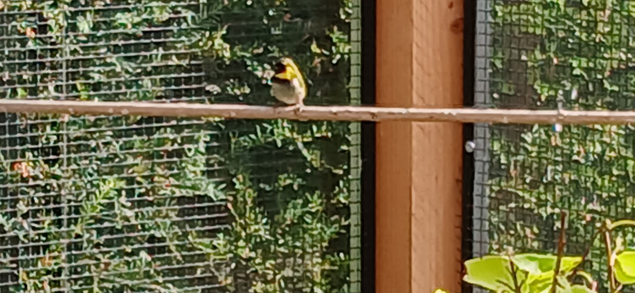 Vogels