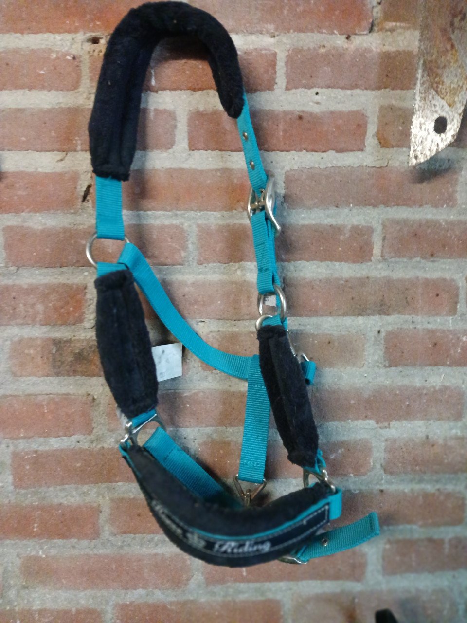 Halsters pony en full