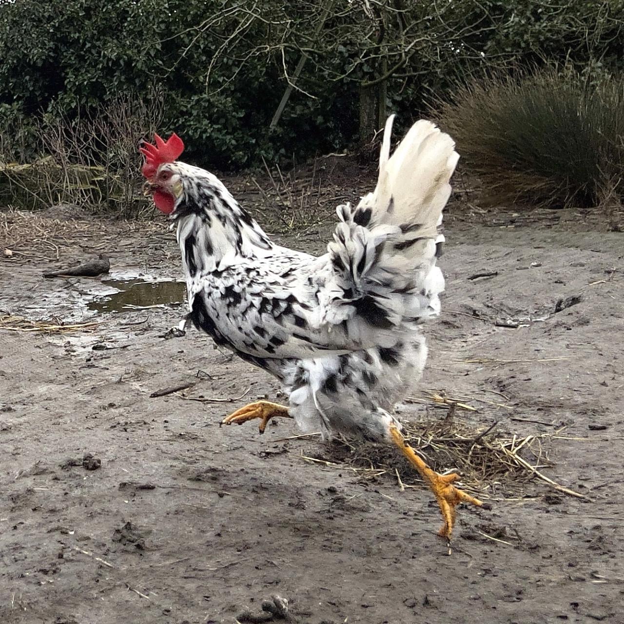 Broedeieren te koop van Bonte Leghorn