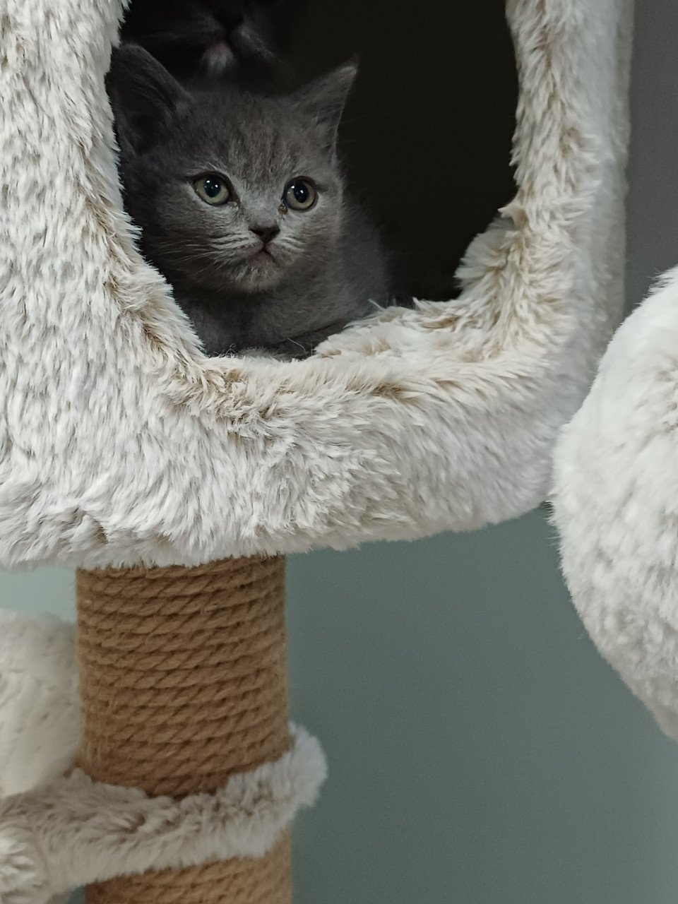 Leuke Brits Korthaar x Ragdoll kittens beschikbaar