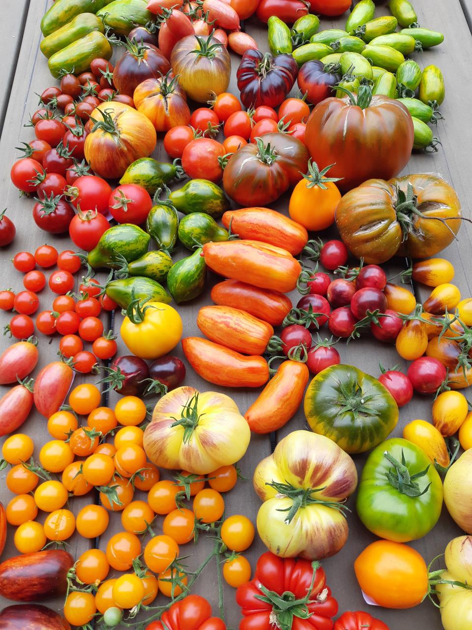 Heirloom tomatenplanten