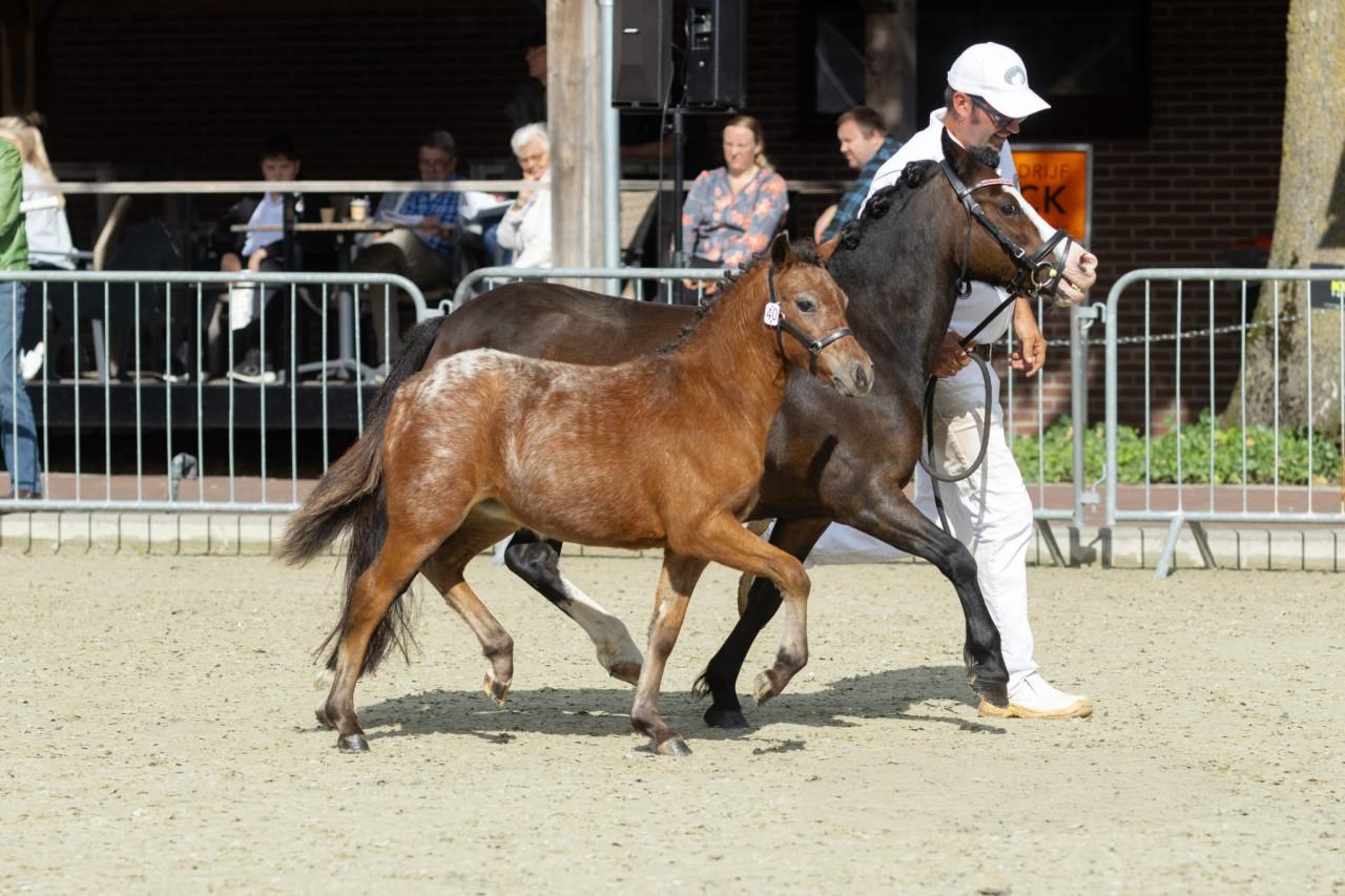 Diversen panterbonte appaloosa hengstveulens