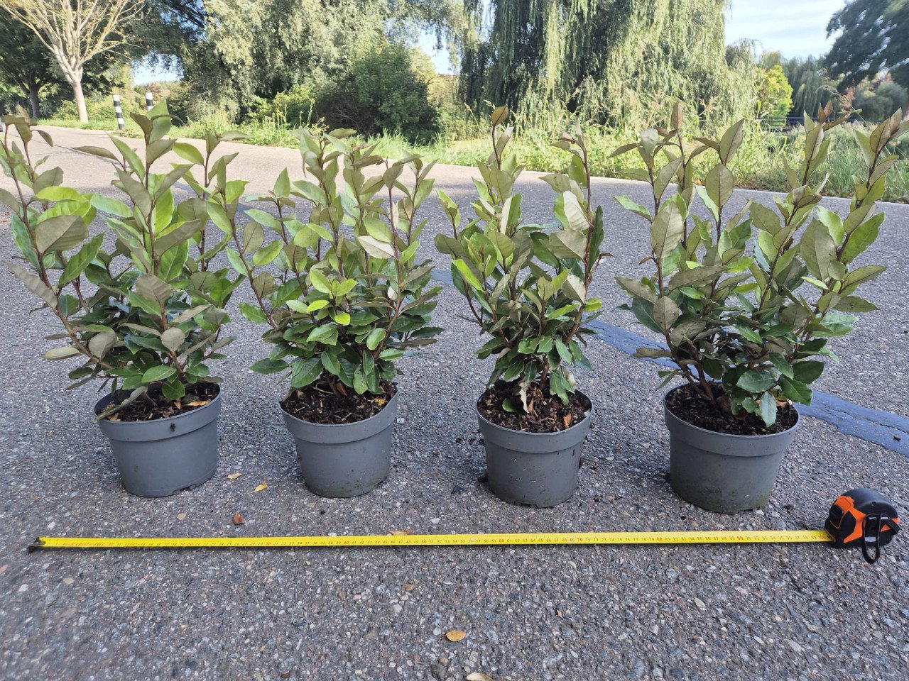 Olijfwilg 'compacta' haagplanten 40-50 cm