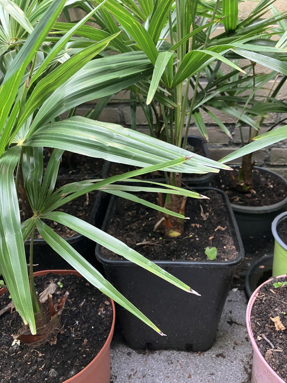 Winterhard palm, trachycarpus fortunei en vijgenboom