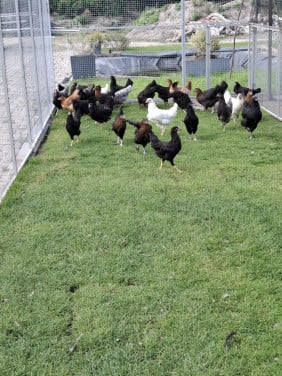 Er zijn weer marans en groenleggers