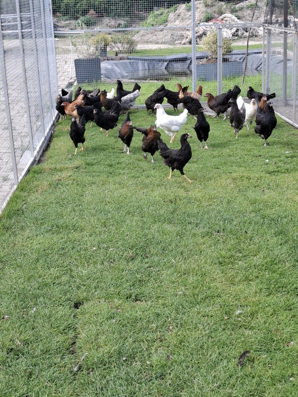 Er zijn weer marans en groenleggers