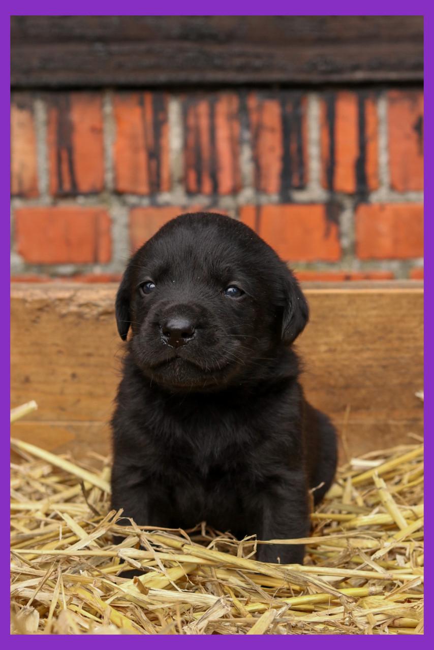 Prachtige labrador pups te koop geboren op de boerderij