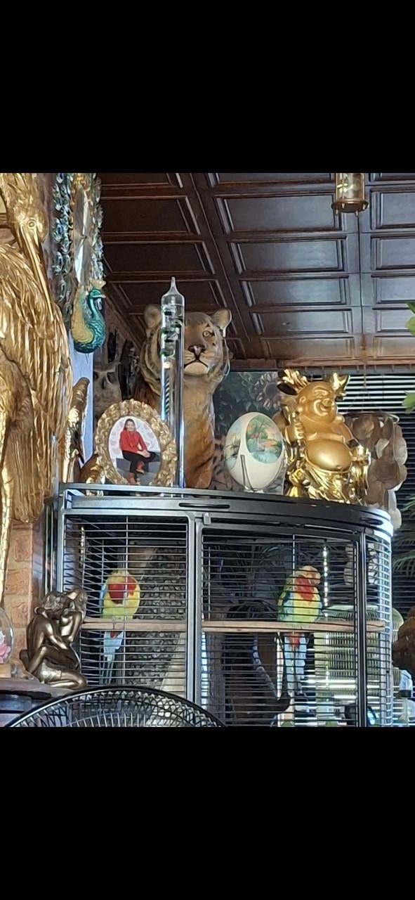 Koppelen prachtrosselas in nieuwe kooi.