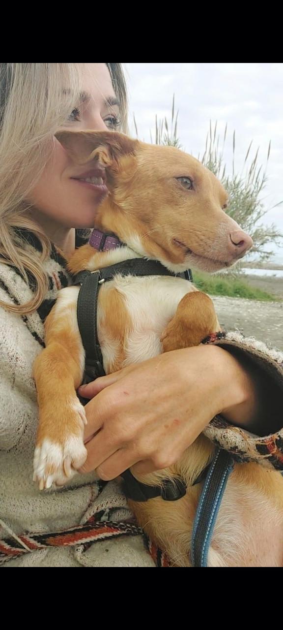 Lennie en Lennox zoeken een lief baasje!