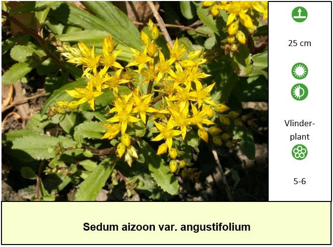 Bijen,- en vlinderplanten in ons kraampje voor slechts € 1,25 p/st. ++ TIP+