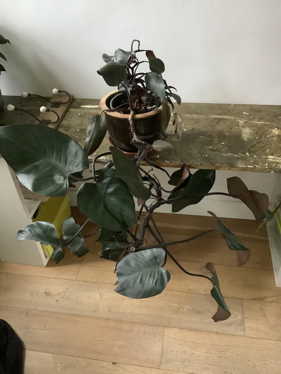 Kamerplant Philodendron