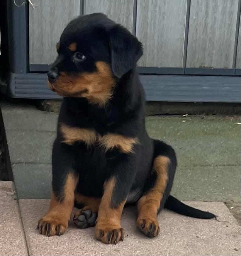 Rottweiler pups