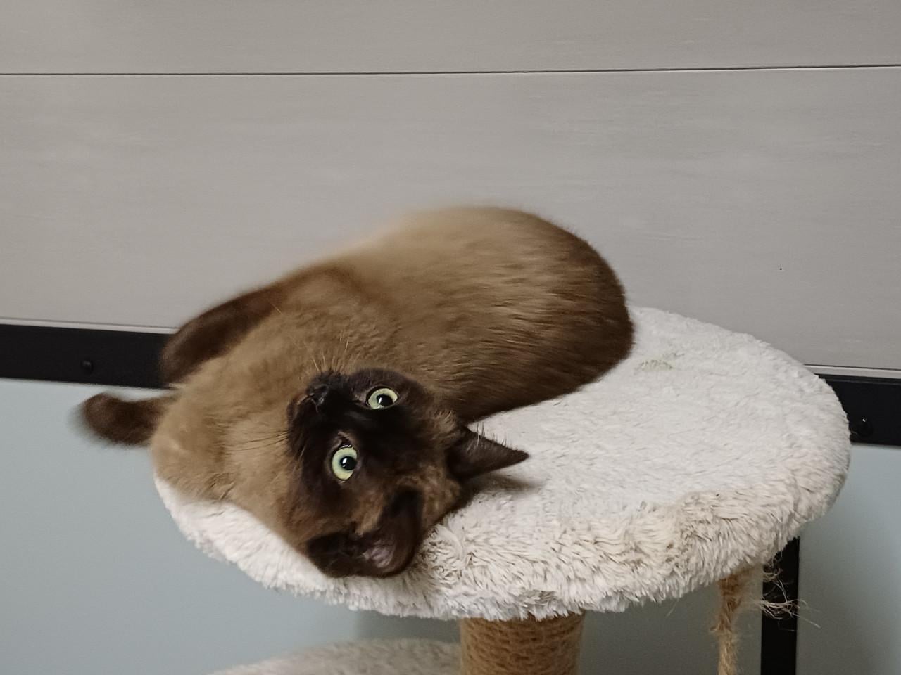 Super lieve aanhankelijke Brits Korthaar poes zoekt een nieuw huisje.