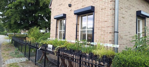 Vlinderplanten, bijenplanten, vaste planten: voor slechts € 1,25 p/st.