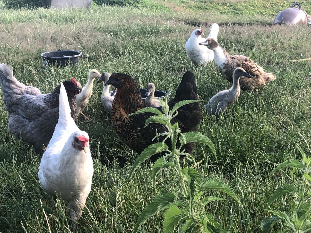 Jonge Indische loopeendjes! Natuurbroed !
