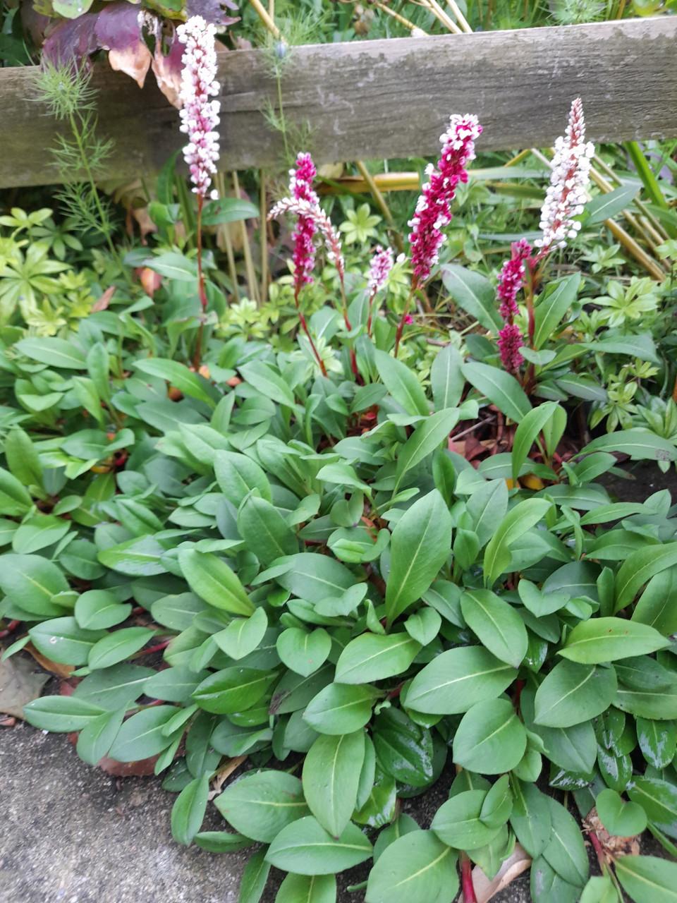 Vaste planten