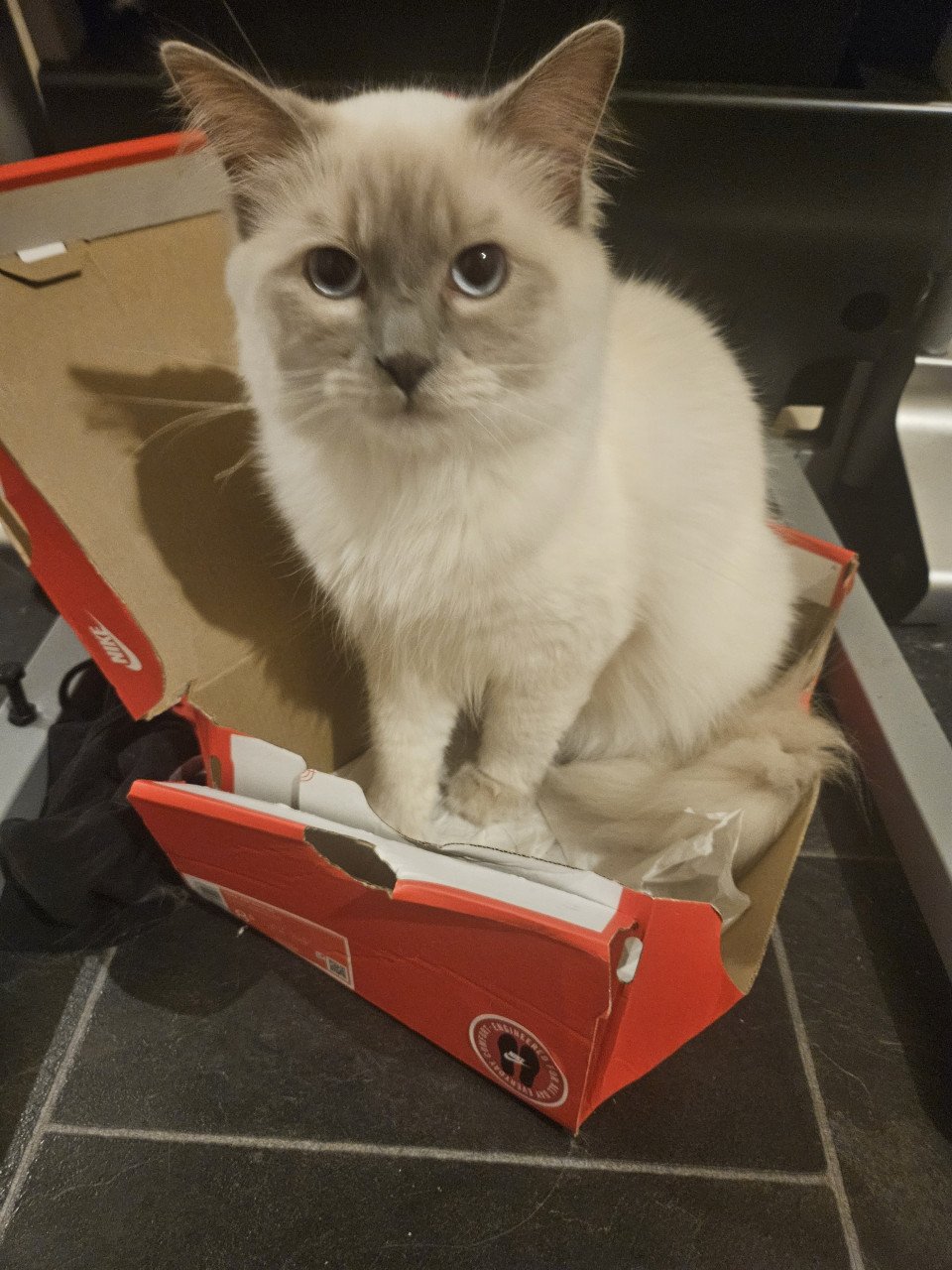 Lieve 100% ragdoll zoekt nieuw huisje