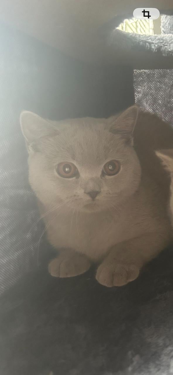 Britse korthaar 7,5 maand