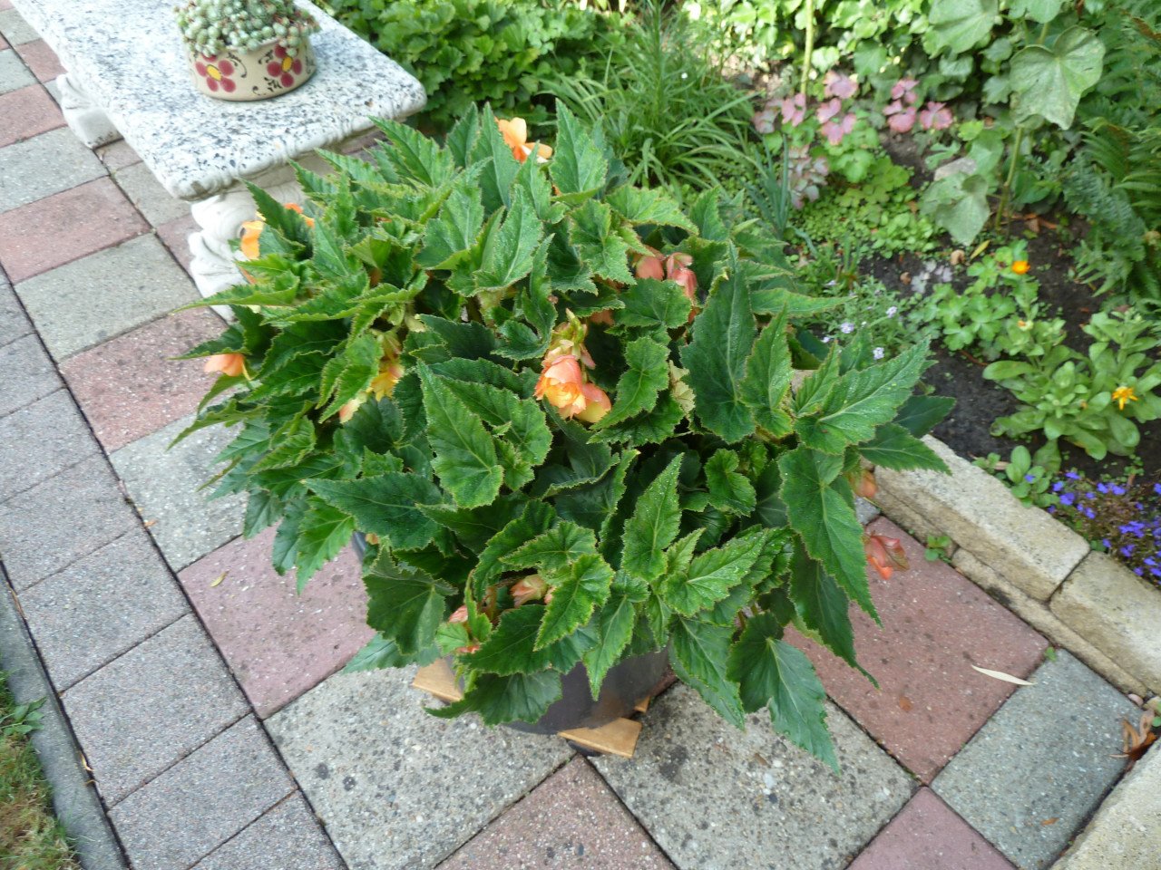 Mooie bloeiende knolbegonia