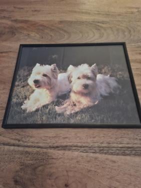 Mooie fotolijst met honden