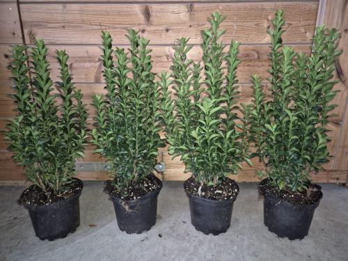 Euonymus japonicus 'Green Spire' groenblijvende haagplant