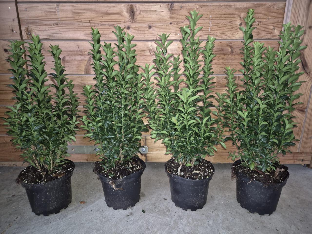 Euonymus japonicus 'Green Spire' groenblijvende haagplant