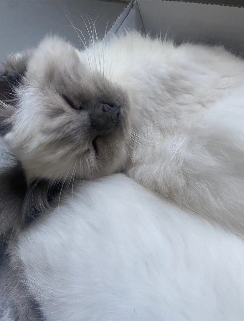 Ragdoll kitten poes