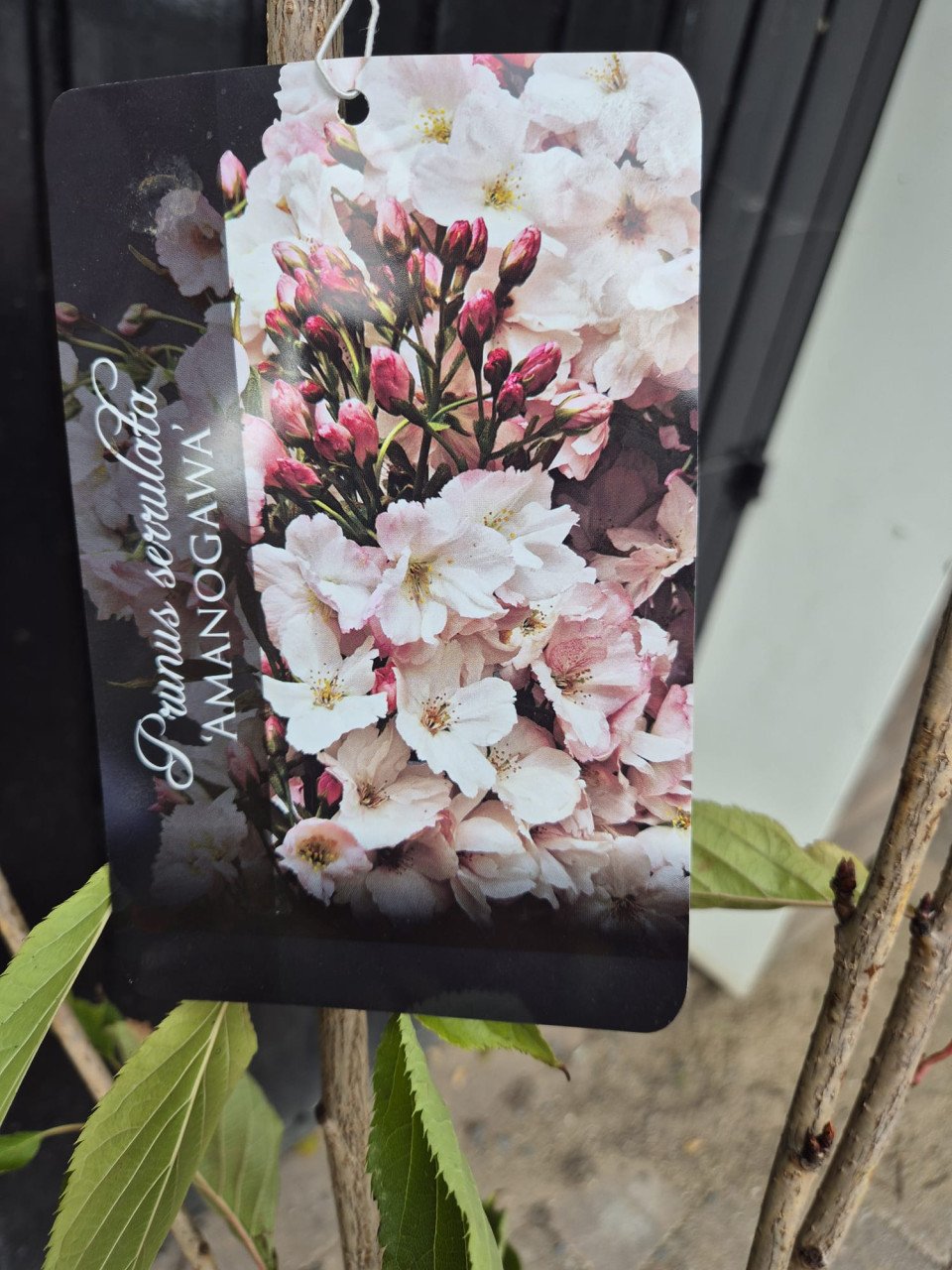 Japanse sierkers, oftewel de Prunus Serrulata Amanogawa.