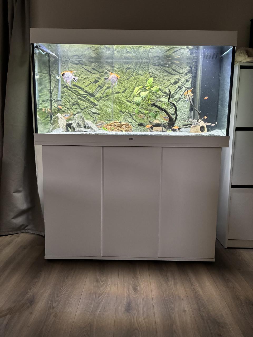 Juwel Rio 350 aquariumset – compleet