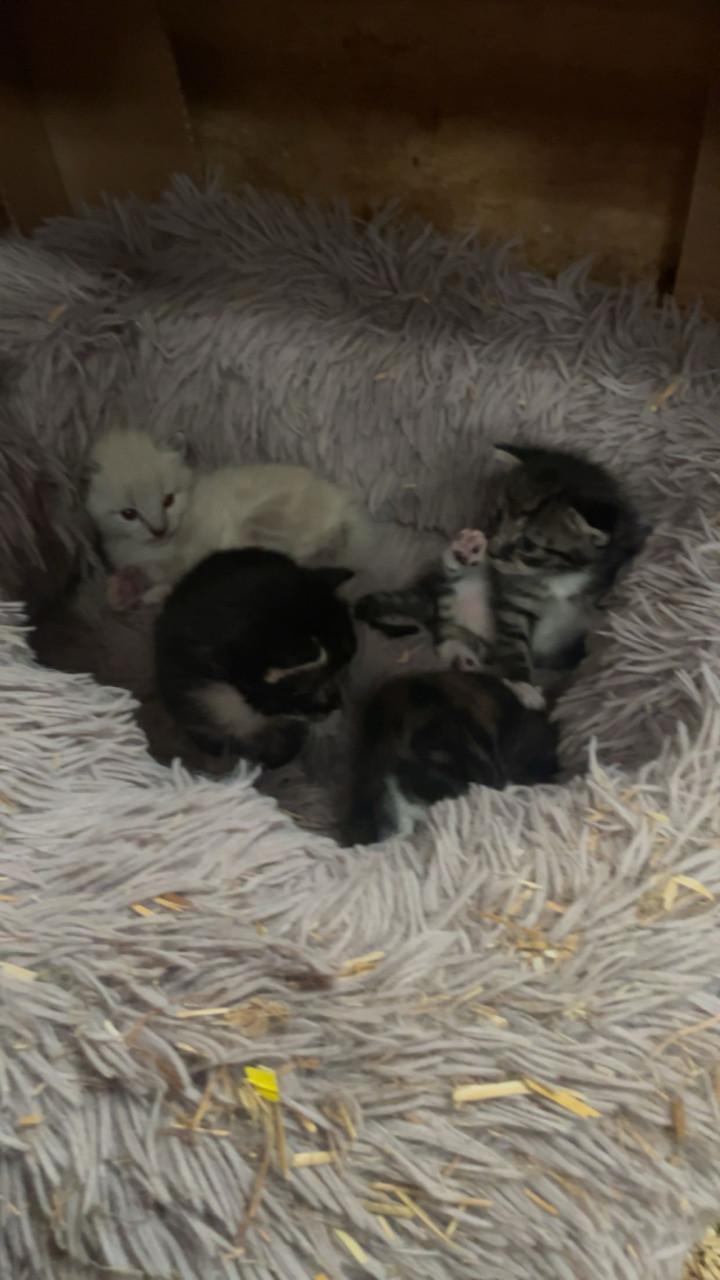 Leuke kittens