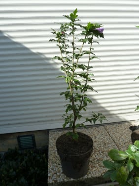 HIBISCUS OP STAM